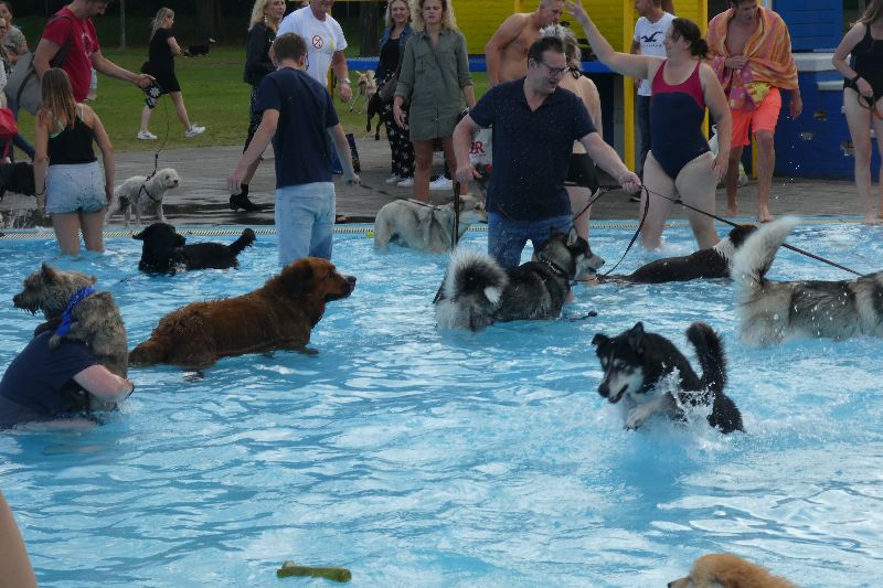 Zwemmen met je hond 2019